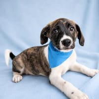 Enzo Kleiner Entdecker mit mutigem Herze, Hund zur Adoption