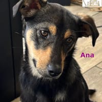 Ana  junges Mädchen, große Pläne!, Hündin zur Adoption