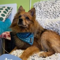 💙Arthur - freundlich, aufgeschlossen💙, Hund zur Adoption