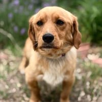 Rurik -Kleiner Sonnenschein, Hund zur Adoption