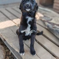 Benjasucht ihre Menschen 🐾, Hündin zur Adoption