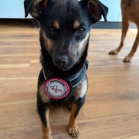 🐾 Lucky sucht sein Für-immer-Zuhause 🐾, Hund zur Adoption