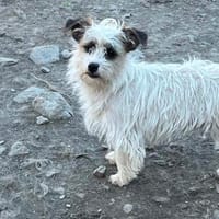 ELORE - Angsthase sucht Pflegestelle, Hündin zur Adoption