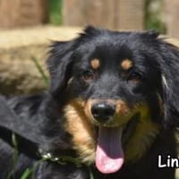 LINDOR, Hündin zur Adoption