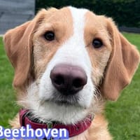 Beethoven - aufmerksam, verspielt, aktiv, Hund zur Adoption