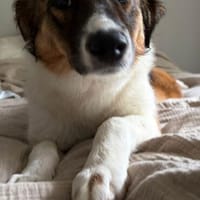 Peggy - verschmust und verspielt, Hündin zur Adoption