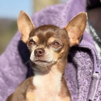 Kiwi, Hund zur Adoption