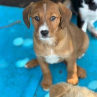 Ida sucht ihre Menschen 🐾, Hündin zur Adoption