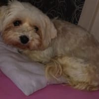 Liza, schüchterne Malteser Hündin, Hündin zur Adoption