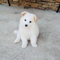 Boogie ein Pomsky Mix, Hund zur Adoption