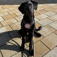 Bubi sucht sein Für-Immer-Zuhause 🐾, Hund zur Adoption