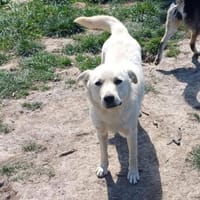 💙Balou💙 sucht ein schönes Zuhause, Hund zur Adoption