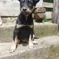 Lola sucht ihre Menschen, Hündin zur Adoption