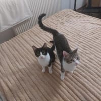 Autumn und Rain suchen ein Zuhause für 2, Katze zur Adoption