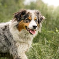 Chup - braucht Zeit und viel Liebe!, Hündin zur Adoption