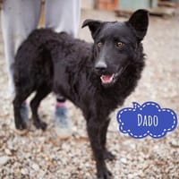 Dado - sanft wie eine Mimosenblüte, Hund zur Adoption