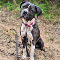 Kira, Hündin zur Adoption