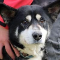 Ken - zutraulich u. sehr verträglich, Hund zur Adoption