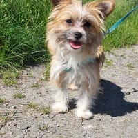 Safir sucht verantwortungsvolles Zuhause, Hund zur Adoption