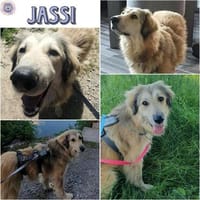 JASSI -sehr menschenbezogen & freundlich, Hündin zur Adoption