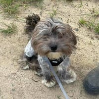 Pixie sucht ein schönes Zuhause, Hündin zur Adoption
