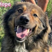 Hope - freundlich und lernwillig, Hündin zur Adoption