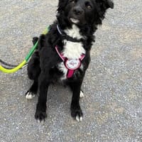 🐾 Änni sucht ihr Zuhause 🐾, Hündin zur Adoption
