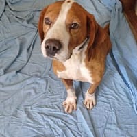 💙 Seppi 💙 sucht seine Menschen, Hund zur Adoption