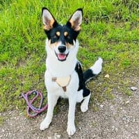 Simona - wo darf ich Zuhause sein?, Hündin zur Adoption