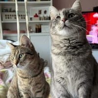 Chesire & Alice suchen gemeinsam Glück, Katze zur Adoption