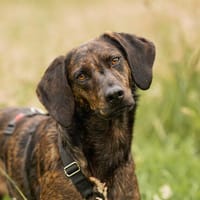 Hollie zarter Rüde aus dem Tierschutz, Hund zur Adoption