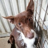 Chocapic1 sucht  ein Zuhause, Hund zur Adoption