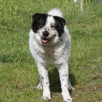 Sven  - er erhellt meine Welt?, Hund zur Adoption
