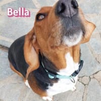 Bella - freundlich und sozial, Hündin zur Adoption
