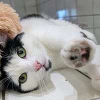 JORAH, chatte à adopter