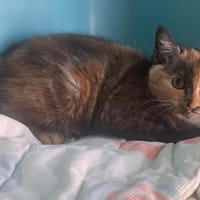 MELEN, chatte à adopter