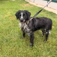 SAKO, chien à adopter
