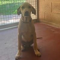 YELLOW PAA24254, chien à adopter