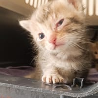 SONATE, chatte à adopter