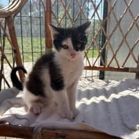 Borneo, chat à adopter