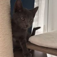 AZUL, chat à adopter