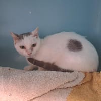 Luna, chatte à adopter