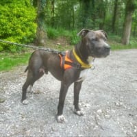 dante, chien à adopter