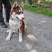 néro, chien à adopter