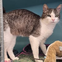 Sherry, chatte à adopter