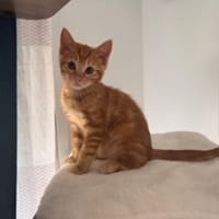 ADELA, chatte à adopter