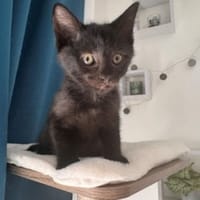 OWEN, chat à adopter
