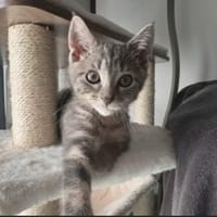 YONA, chatte à adopter
