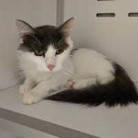 Artémis, chatte à adopter