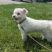 LOULOU, chien à adopter